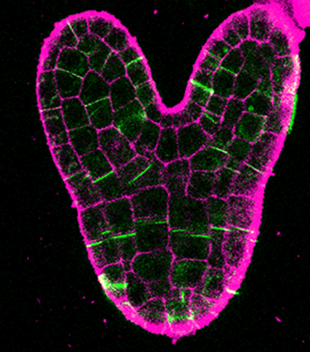 A bright-pink outline that is vaguely heart-shaped with internal blocks having more dull-pink outlines.